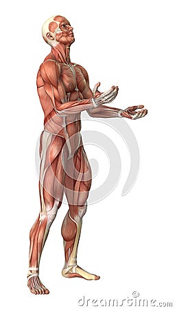 3D Rendering Male Anatomy Figure on White Stock Photo