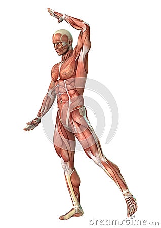 3D Rendering Male Anatomy Figure on White Stock Photo