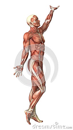 3D Rendering Male Anatomy Figure on White Stock Photo