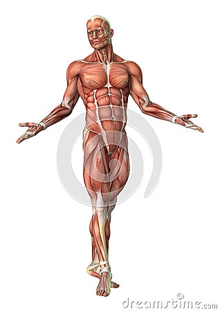 3D Rendering Male Anatomy Figure on White Stock Photo
