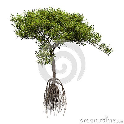 3D Rendering Mangrove Tree on White Stock Photo