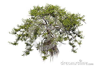 3D Rendering Mangrove Tree on White Stock Photo