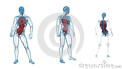 3d rendering medical illustration of the human digestive system and respiratory system Cartoon Illustration