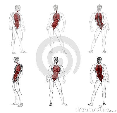 3d rendering medical illustration of the human digestive system and respiratory system Cartoon Illustration