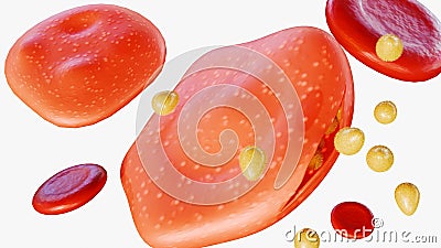 merozoites invade, develop and multiplie inside of red blood cells Stock Photo