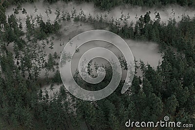 3d rendering of misty forest in aerial view Stock Photo