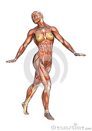 3D Rendering Muscle Maps Stock Photo