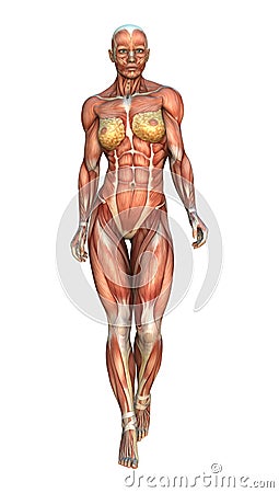 3D Rendering Muscle Maps Stock Photo