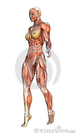 3D Rendering Muscle Maps Stock Photo