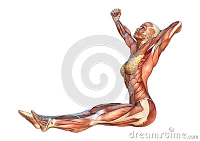 3D Rendering Muscle Maps Stock Photo