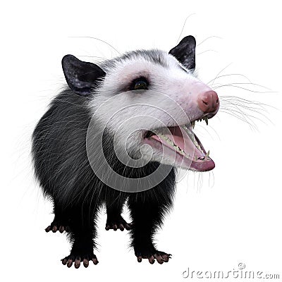 3D Rendering Opossum Animal on White Stock Photo
