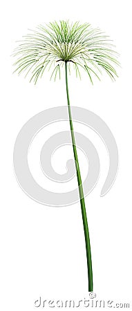 3D Rendering Papyrus Plant on White Stock Photo