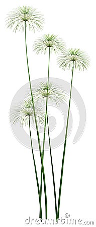 3D Rendering Papyrus Plants on White Stock Photo