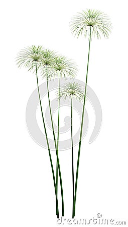 3D Rendering Papyrus Plants on White Stock Photo