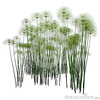 3D Rendering Papyrus Plants on White Stock Photo