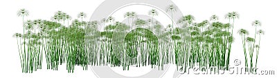 3D Rendering Papyrus Plants on White Stock Photo