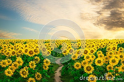 3D rendering of a path leading into a field of sunflowers at sunset Cartoon Illustration