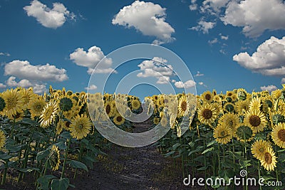 3d Rendering of pathway in the middle of blooming sunflower field in front of blue sky Stock Photo