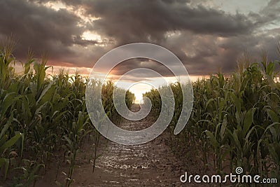 3d Rendering of pathway in the middle of green cornfield in front of dramatic sky. Selective focus Stock Photo