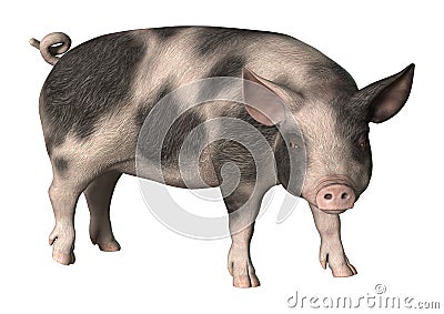 3D Rendering Pig on White Stock Photo