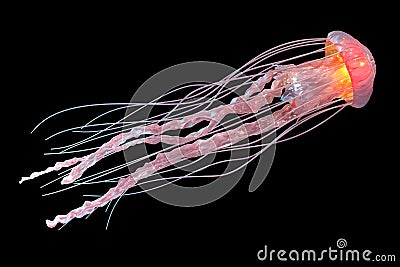 3d rendering of pink jellyfish isolated on black background. Stock Photo