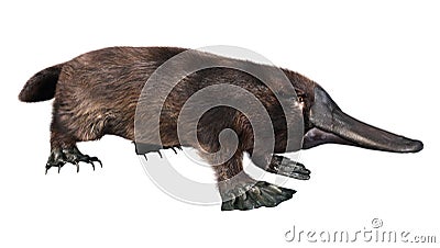 3D Rendering Platypus on White Stock Photo