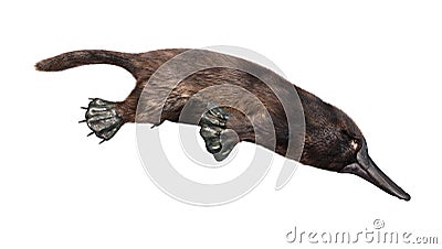 3D Rendering Platypus on White Stock Photo