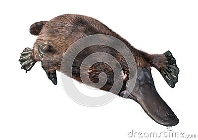 3D Rendering Platypus on White Stock Photo