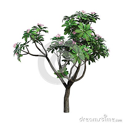 3D Rendering Plumeria Tree on White Stock Photo