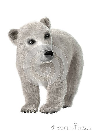 3D Rendering Polar Bear Cub on White Stock Photo