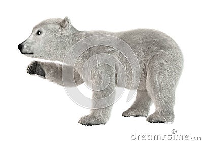 3D Rendering Polar Bear Cub on White Stock Photo