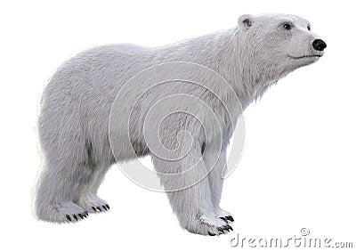 3D Rendering Polar Bear on White Stock Photo