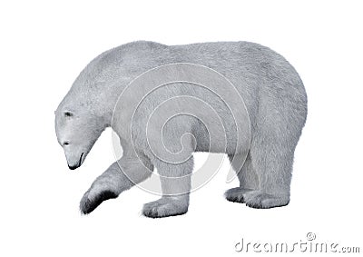 3D Rendering Polar Bear on White Stock Photo