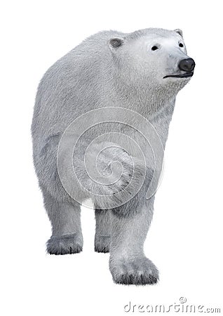 3D Rendering Polar Bear on White Stock Photo