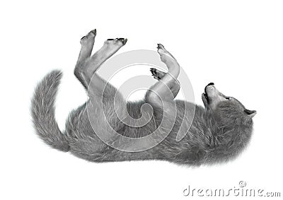 3D Rendering Polar Wolf on White Stock Photo