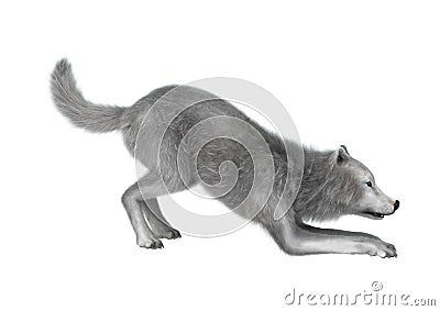 3D Rendering Polar Wolf on White Stock Photo