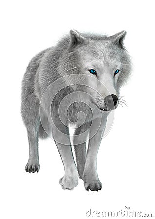 3D Rendering Polar Wolf on White Stock Photo