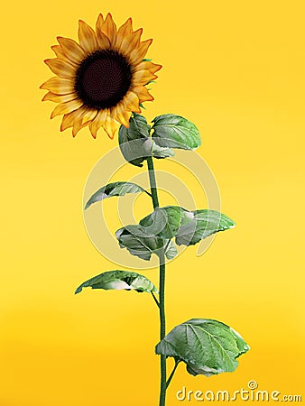 3D rendering of a beautiful sunflower. Stock Photo