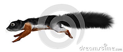 3D Rendering Prevost Squirrel on White Stock Photo