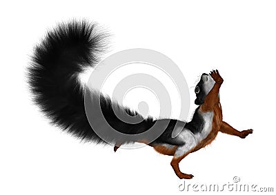 3D Rendering Prevost Squirrel on White Stock Photo