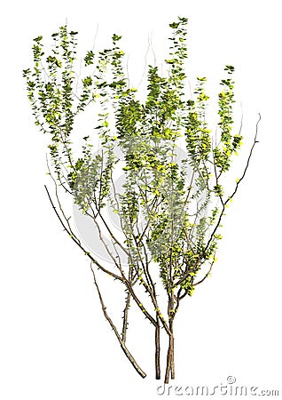 3D Rendering Privet Plant on White Stock Photo