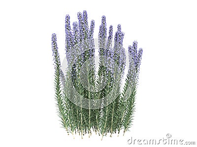 3d rendering of a realistic flower bush from front view isolate Stock Photo