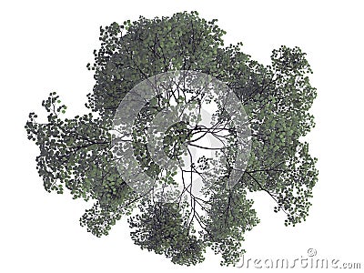 3d rendering of a realistic green top view tree isolated on whit Stock Photo