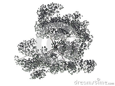 3d rendering of a realistic green top view tree isolated on whit Stock Photo