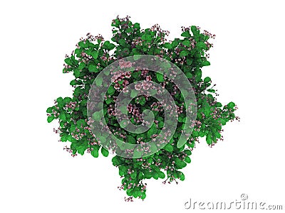 3d rendering of a realistic green top view tree isolated on whit Stock Photo