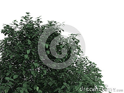 3d rendering of a realistic green tree foreground view isolated Stock Photo
