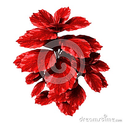 3D Rendering Red Coleus Plant on White Stock Photo