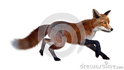 3D Rendering Red Fox on White Stock Photo