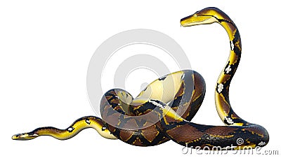 3D Rendering Reticulated Python on White Stock Photo
