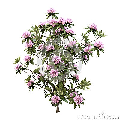 3D Rendering Rhododendron Plant with Flowers on White Stock Photo